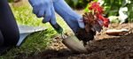 Edward Tools Bend-Proof Garden Trowel - Heavy Duty Polished Stainless Steel - Rust Resistant Oversized Garden Hand Shovel for Quicker Work - Digs Through Rocky / Heavy soils - Comfort Grip (1) - Image 6